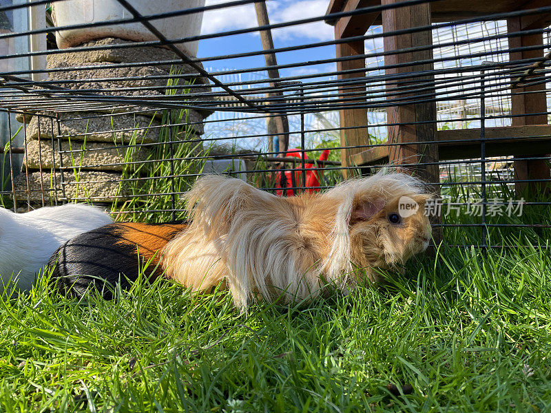 秘鲁豚鼠(Cavia porcellus)的图像，长毛，米色豚鼠和两个短毛阿比西尼亚在铁丝网金属跑在外面的草坪阳光